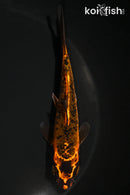 5" ORENJI MATSUBA