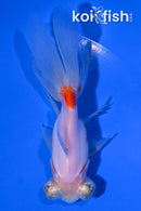4.5" TELESCOPE FANTAIL GOLDFISH
