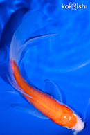 5.5" KOHAKU BUTTERFLY