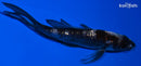 4.5" GINRIN BENI MATSUKAWABAKE BUTTERFLY