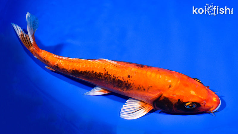 11.25" BENI KIKOKURYU