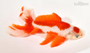 7.75" WATONAI GOLDFISH