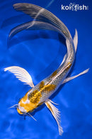 8" KUJAKU BUTTERFLY