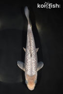 9.75" GINRIN SORAGOI