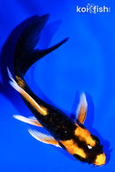 4.25" BENI KIKOKURYU BUTTERFLY