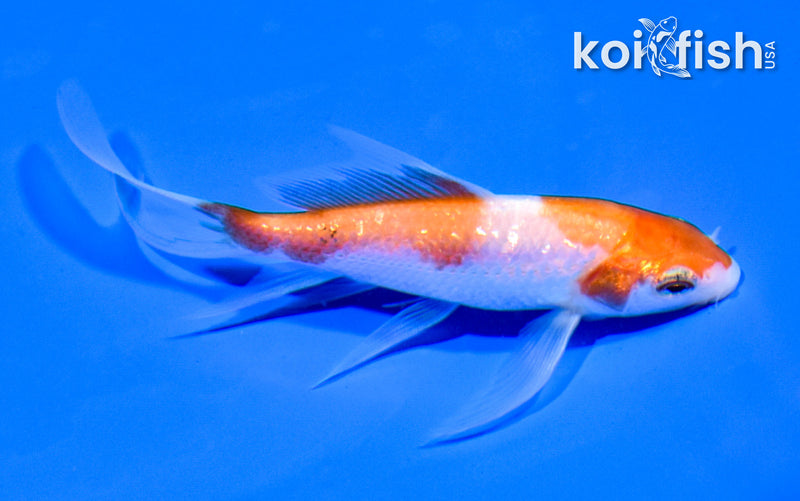 4.25" GINRIN HARIWAKE BUTTERFLY
