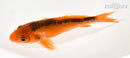 7" HI SHUSUI