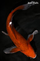 10" CHAGOI BUTTERFLY