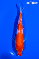 5.5" KOHAKU