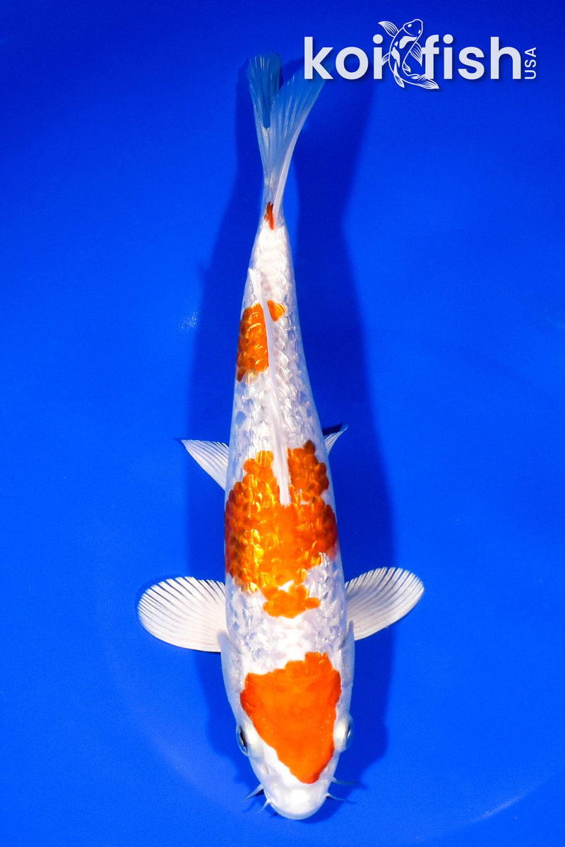 8.5" GINRIN HARIWAKE