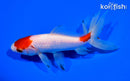 5.75" WATONAI GOLDFISH