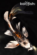 9.25" BENI KIKOKURYU BUTTERFLY