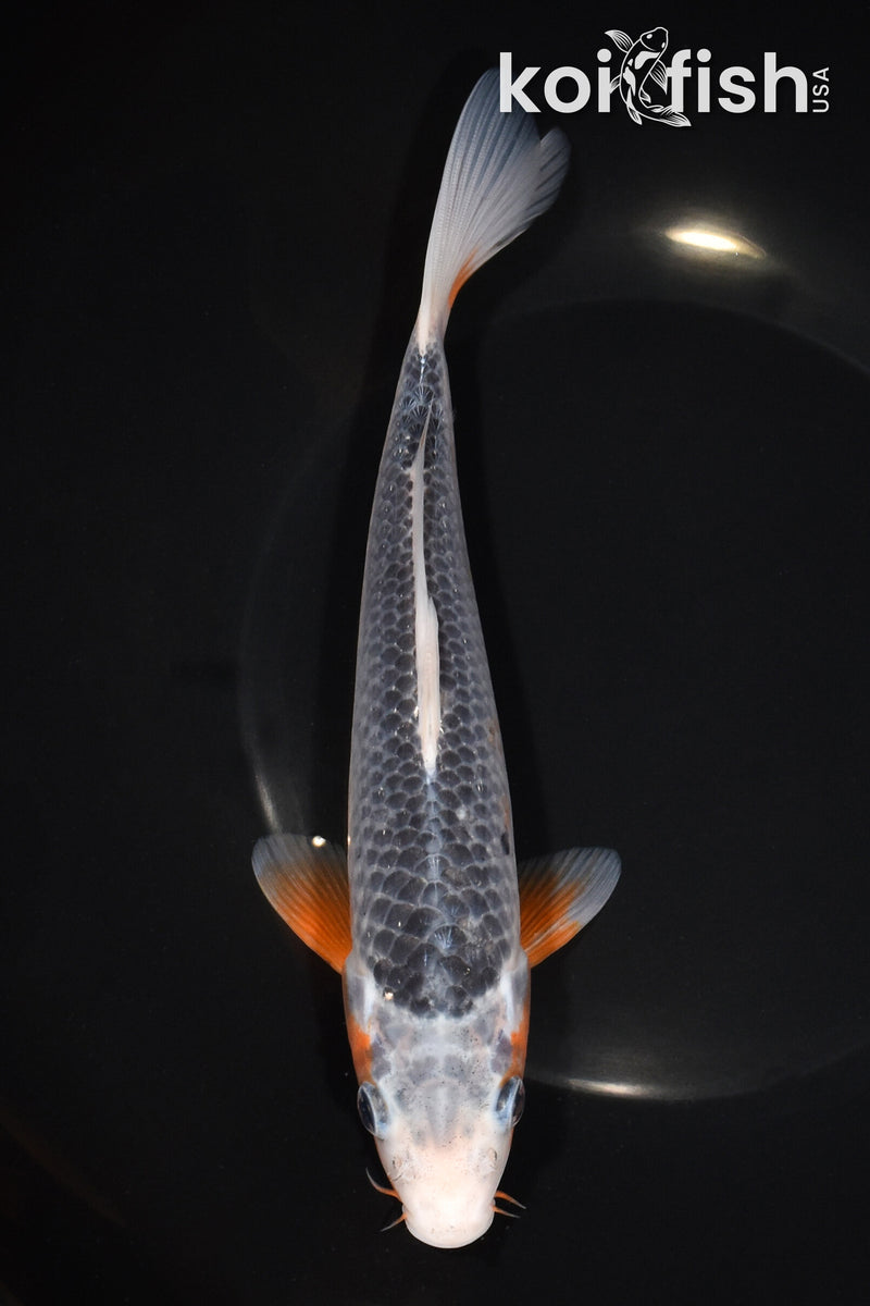 8.5" ASAGI