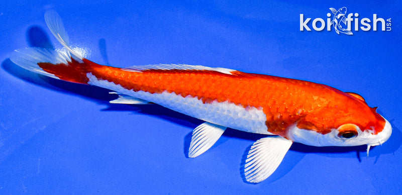 5.5" HARIWAKE