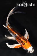 7.75" ARAGOKE KUJAKU BUTTERFLY