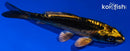4.5" KIN KIKOKURYU