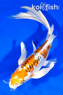 8" DOITSU KUJAKU BUTTERFLY