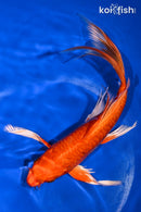 8.25" DOITSU ORENJI OGON BUTTERFLY