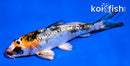 4" GINRIN YAMATO NISHIKI