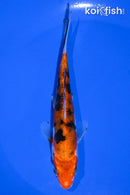 5.5" DOITSU AKA SANKE