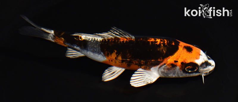 4.75" BENI KIKOKURYU