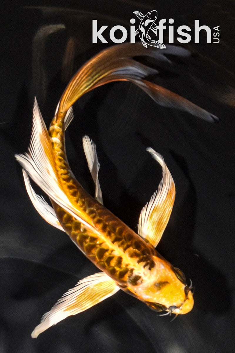 6.75" ARAGOKE KIN KIKOKURYU BUTTERFLY