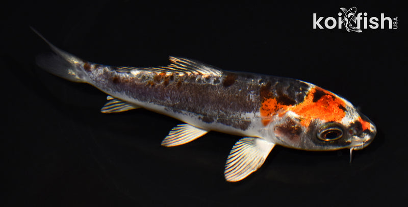 5" BENI KIKOKURYU