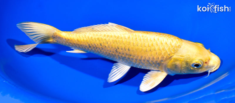 8.75" YAMABUKI OGON