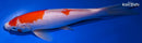 9" KOHAKU