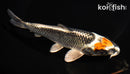 6.5" BENI GINGA