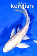 6" PLATINUM OGON BUTTERFLY