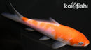 4.75" KOHAKU