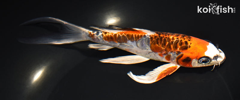7.75" ARAGOKE KUJAKU BUTTERFLY
