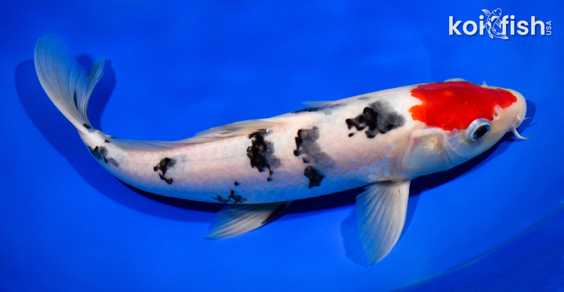11.75" TANCHO SANKE
