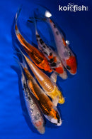 PACK OF (6) 3.75-4.5" STANDARD KOI