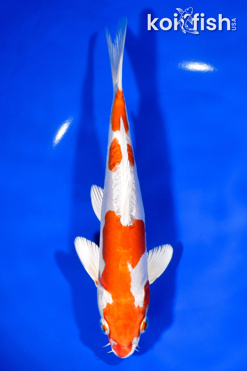 8.25" KIKUSUI