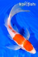 9.75" KOHAKU BUTTERFLY