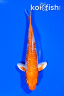 5.5" GINRIN HARIWAKE
