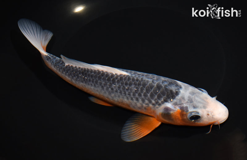 8.5" ASAGI