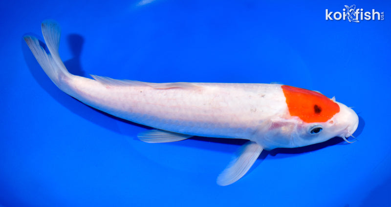 11.5" TANCHO KOHAKU