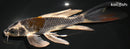 7.75" BENI GINGA BUTTERFLY