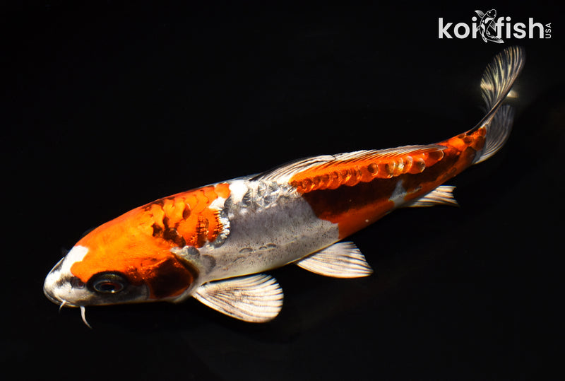 8.25" BENI KIKOKURYU