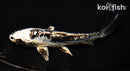 6.5" ARAGOKE KIKOKURYU