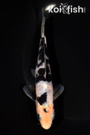 6.25" DOITSU SHIRO UTSURI