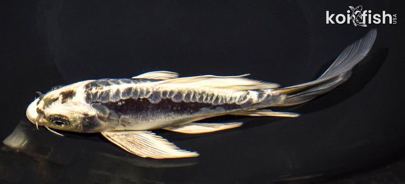 7.5" KIKOKURYU BUTTERFLY