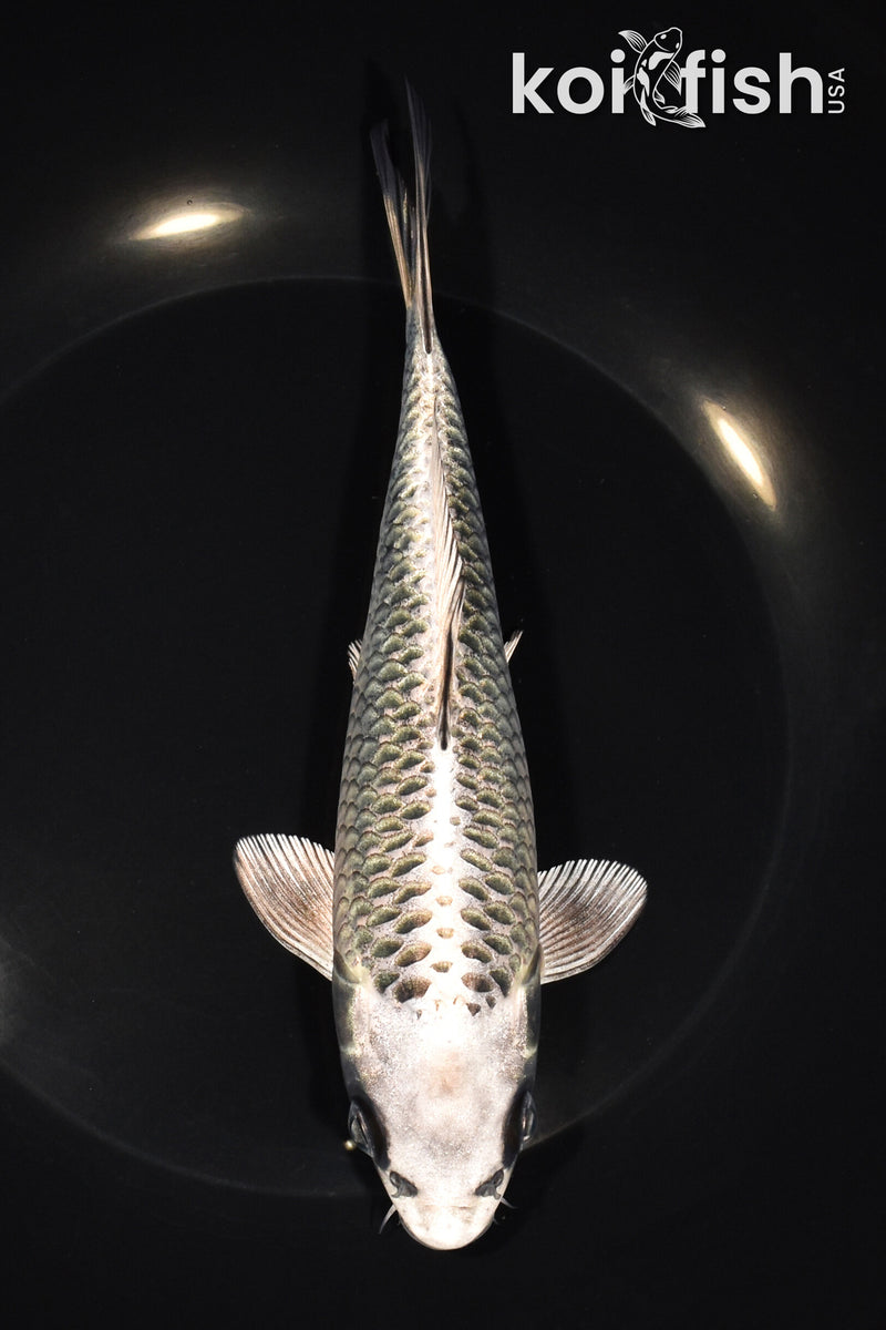 7.25" GINGA