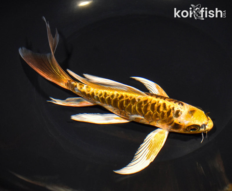 6.75" ARAGOKE KIN KIKOKURYU BUTTERFLY