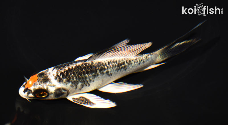 5.25" BENI GINGA BUTTERFLY