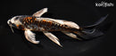 9.25" BENI KIKOKURYU BUTTERFLY