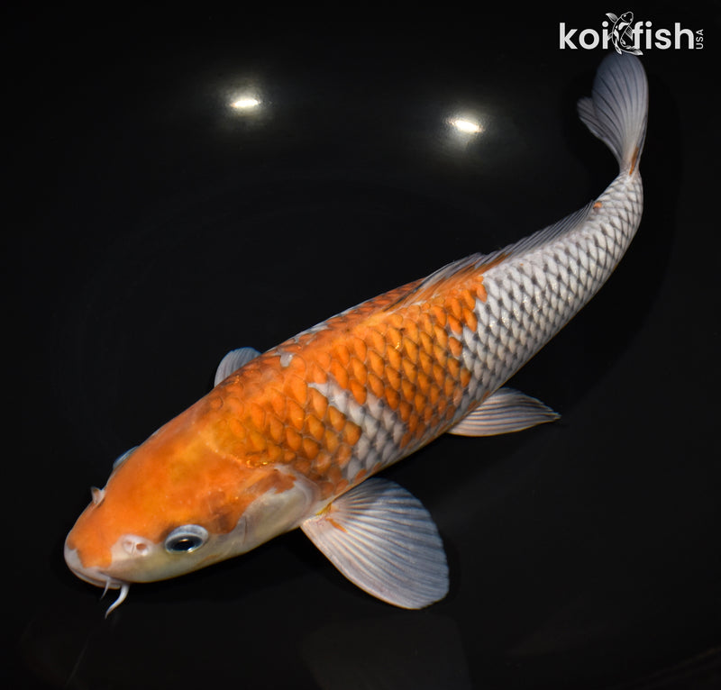 11.75" OCHIBA SHIGURE